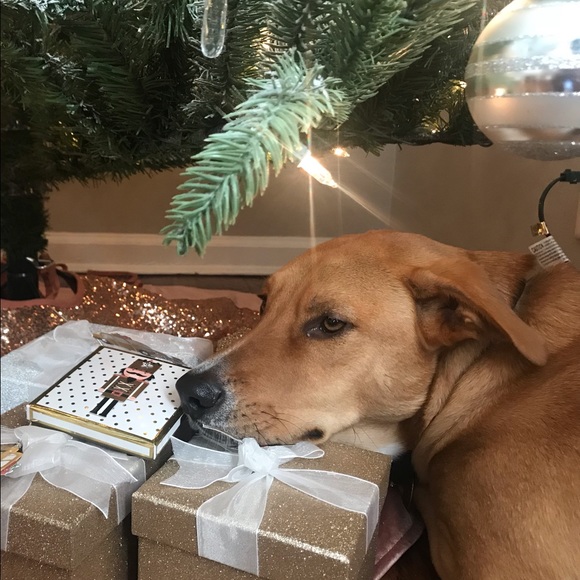 Meet your Posher, Nadia - Picture 2 of 2